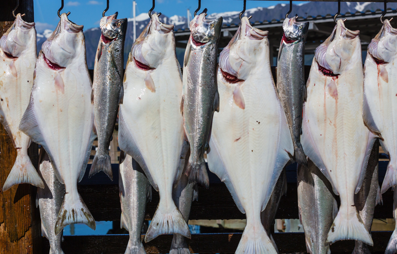 halibut-hang