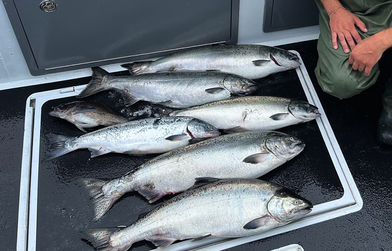salmon